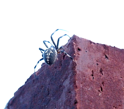 [This view has no glare from the sun so one can tell the legs have brown and tan stripes. The main body has tan markings that almost look like zipper markings on the brown back. The spider is still on the web, but is just at the juncture where the web is attached to the brick.]